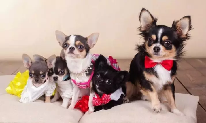 קליקים עבור Chihuahua: שמות מקוריים ומצחיקים שניתן לקרוא כלבים של גזע Chihuahua 22865_9