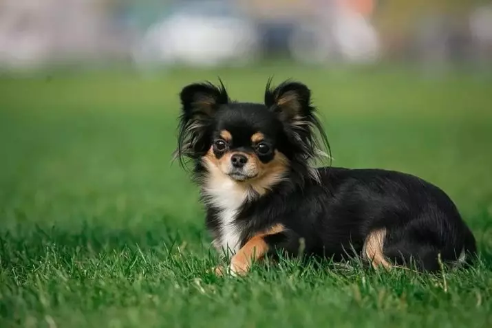 Chihuahua ผมยาว (49 รูป): คุณสมบัติของการตัดผมของลูกสุนัขปุย คำอธิบายของสุนัขผู้ใหญ่สีดำและสีแดงสีขาวและสีอื่น ๆ 22869_14