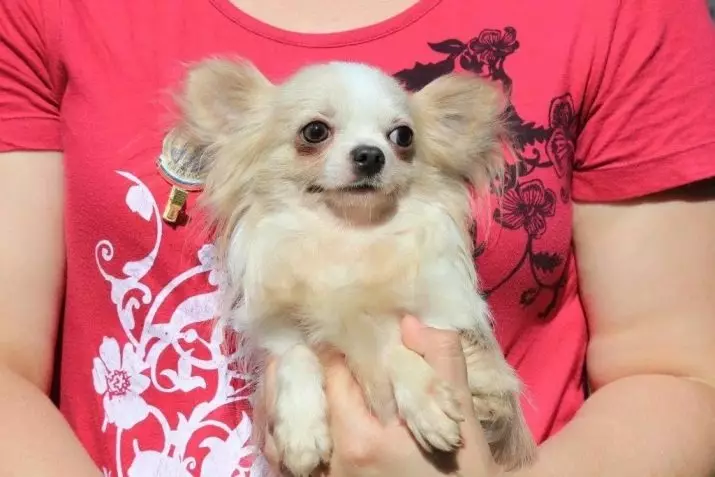 Chihuahua ผมยาว (49 รูป): คุณสมบัติของการตัดผมของลูกสุนัขปุย คำอธิบายของสุนัขผู้ใหญ่สีดำและสีแดงสีขาวและสีอื่น ๆ 22869_16
