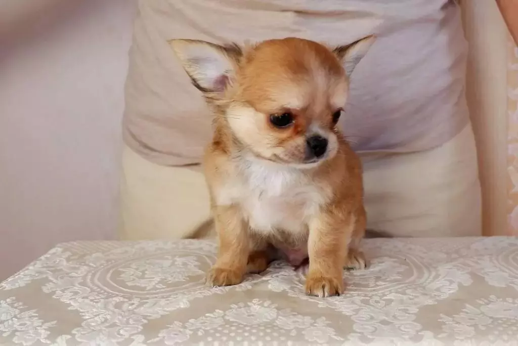 Chihuahua rambut panjang (49 poto): Fitur potongan rambut. Katerangan anjing déwasa hideung sareng beureum, bodas sareng warna sanés 22869_17