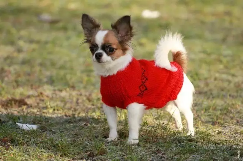 Chihuahua rambut panjang (49 poto): Fitur potongan rambut. Katerangan anjing déwasa hideung sareng beureum, bodas sareng warna sanés 22869_19