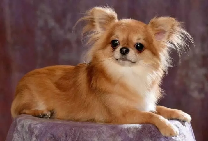 Chihuahua ผมยาว (49 รูป): คุณสมบัติของการตัดผมของลูกสุนัขปุย คำอธิบายของสุนัขผู้ใหญ่สีดำและสีแดงสีขาวและสีอื่น ๆ 22869_2
