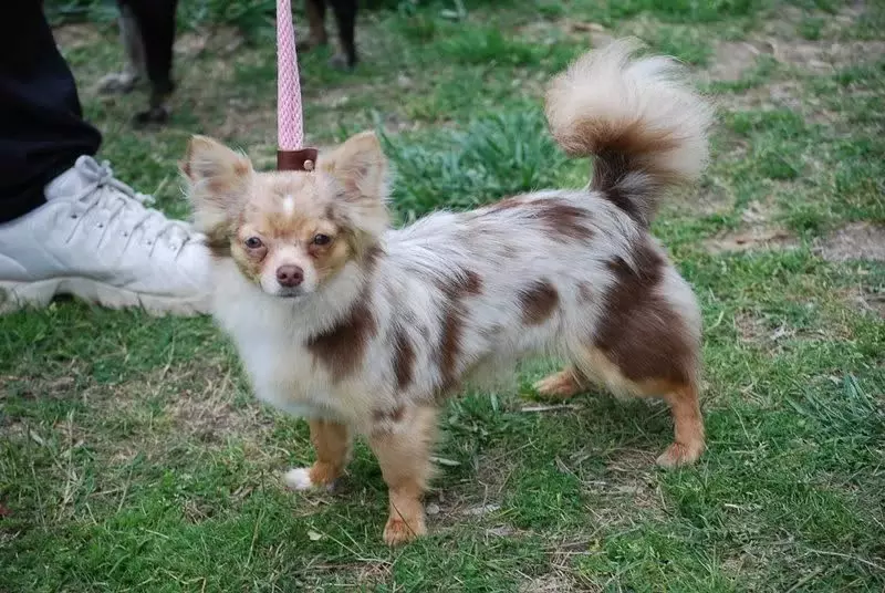 Chihuahua rambut panjang (49 poto): Fitur potongan rambut. Katerangan anjing déwasa hideung sareng beureum, bodas sareng warna sanés 22869_21