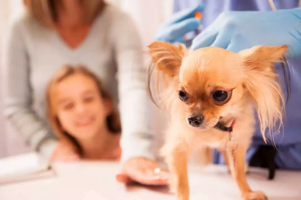 Chihuahua ผมยาว (49 รูป): คุณสมบัติของการตัดผมของลูกสุนัขปุย คำอธิบายของสุนัขผู้ใหญ่สีดำและสีแดงสีขาวและสีอื่น ๆ 22869_25