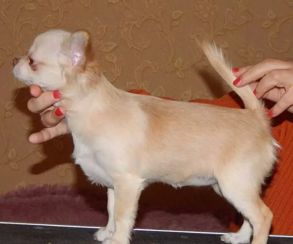 Chihuahua rambut panjang (49 poto): Fitur potongan rambut. Katerangan anjing déwasa hideung sareng beureum, bodas sareng warna sanés 22869_26