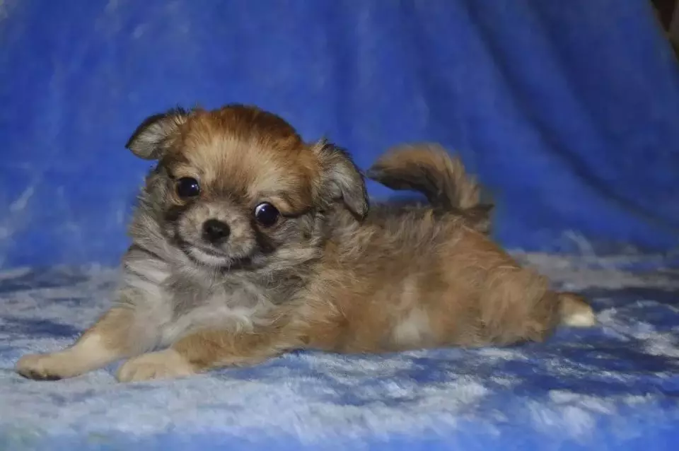 Chihuahua rambut panjang (49 poto): Fitur potongan rambut. Katerangan anjing déwasa hideung sareng beureum, bodas sareng warna sanés 22869_28