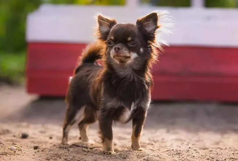 Chihuahua ผมยาว (49 รูป): คุณสมบัติของการตัดผมของลูกสุนัขปุย คำอธิบายของสุนัขผู้ใหญ่สีดำและสีแดงสีขาวและสีอื่น ๆ 22869_30