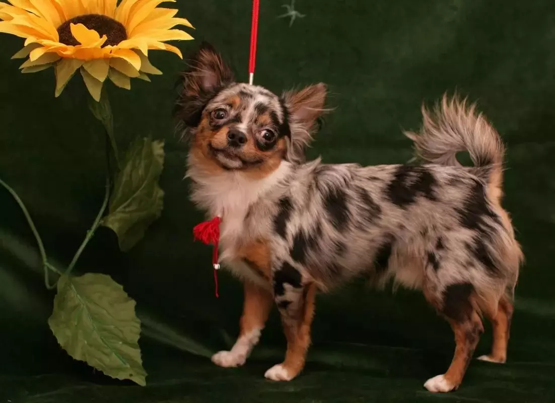 Chihuahua rambut panjang (49 poto): Fitur potongan rambut. Katerangan anjing déwasa hideung sareng beureum, bodas sareng warna sanés 22869_32