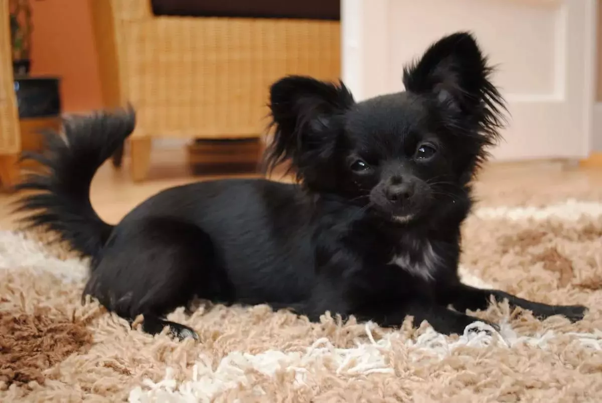Chihuahua rambut panjang (49 poto): Fitur potongan rambut. Katerangan anjing déwasa hideung sareng beureum, bodas sareng warna sanés 22869_33