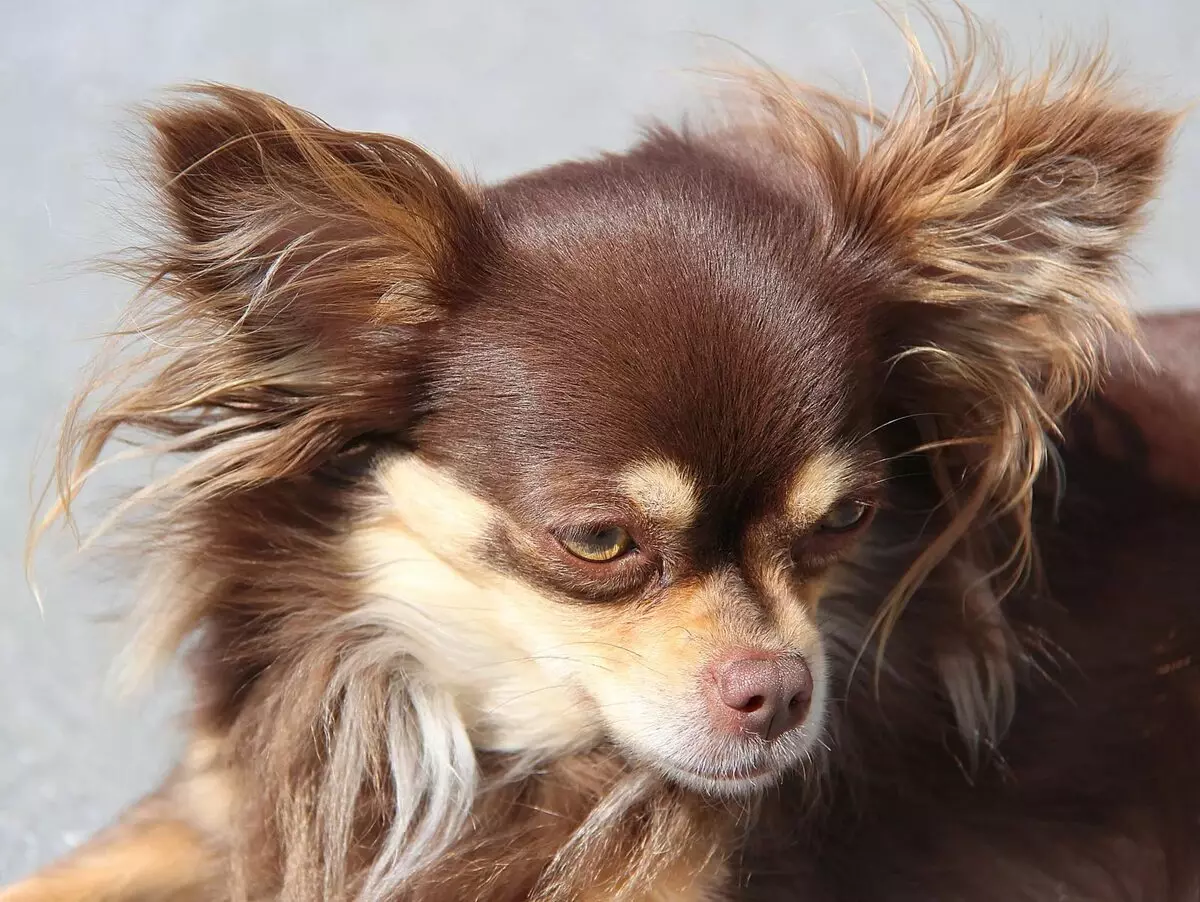 Chihuahua ผมยาว (49 รูป): คุณสมบัติของการตัดผมของลูกสุนัขปุย คำอธิบายของสุนัขผู้ใหญ่สีดำและสีแดงสีขาวและสีอื่น ๆ 22869_35
