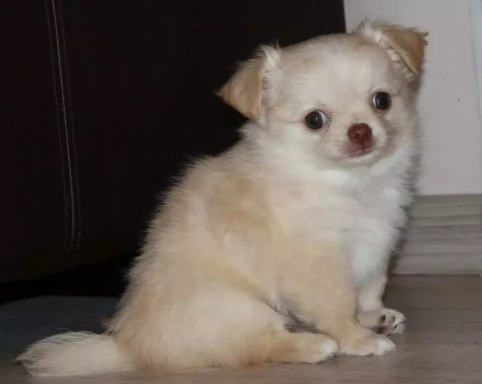 Chihuahua rambut panjang (49 poto): Fitur potongan rambut. Katerangan anjing déwasa hideung sareng beureum, bodas sareng warna sanés 22869_36