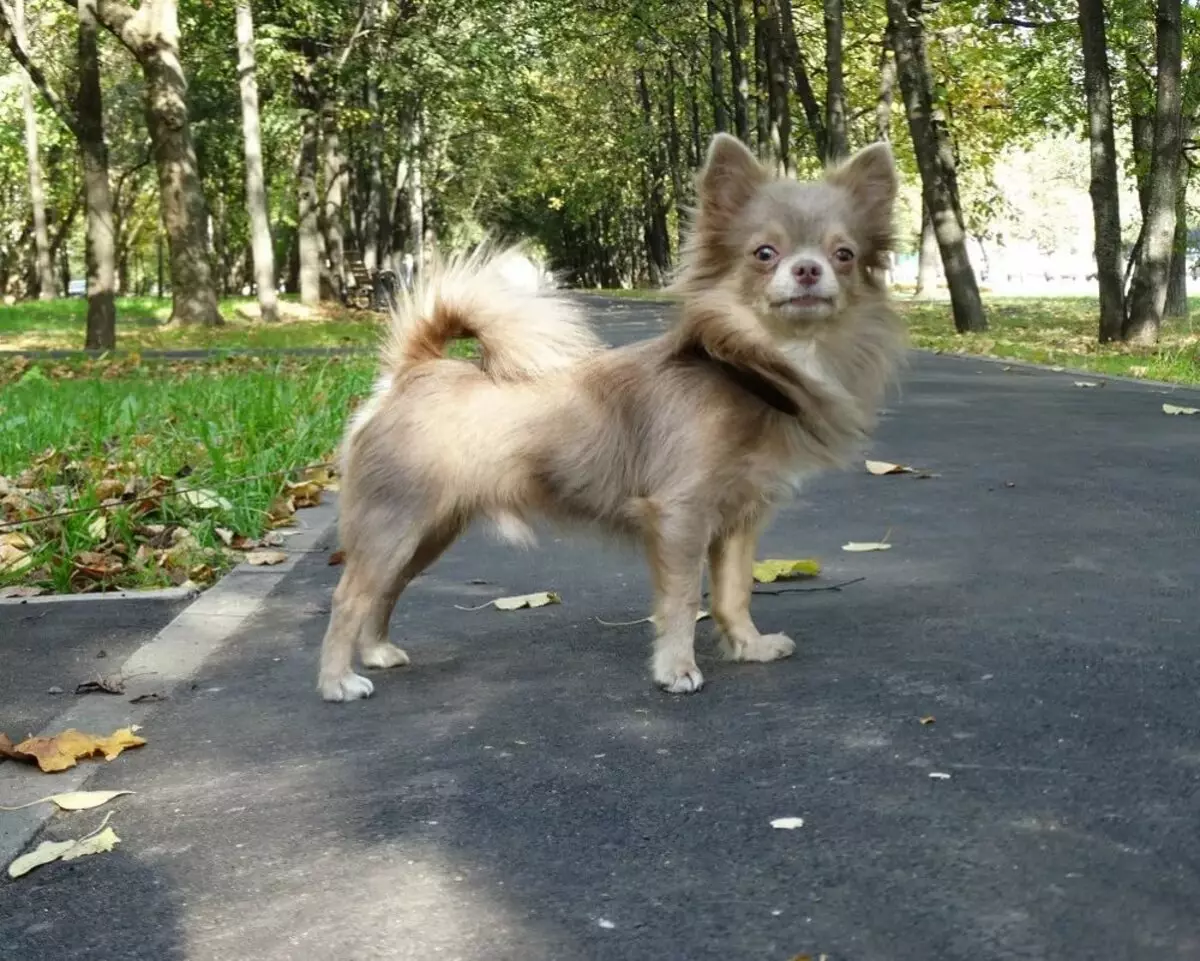 Chihuahua rambut panjang (49 poto): Fitur potongan rambut. Katerangan anjing déwasa hideung sareng beureum, bodas sareng warna sanés 22869_37