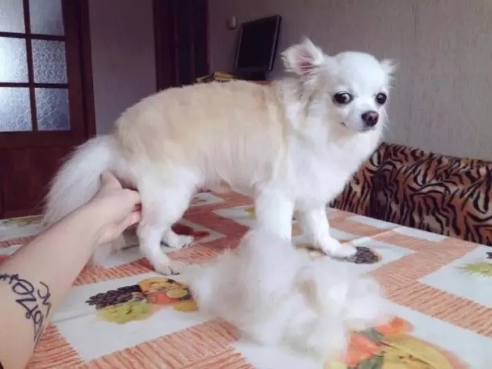 Chihuahua rambut panjang (49 poto): Fitur potongan rambut. Katerangan anjing déwasa hideung sareng beureum, bodas sareng warna sanés 22869_41