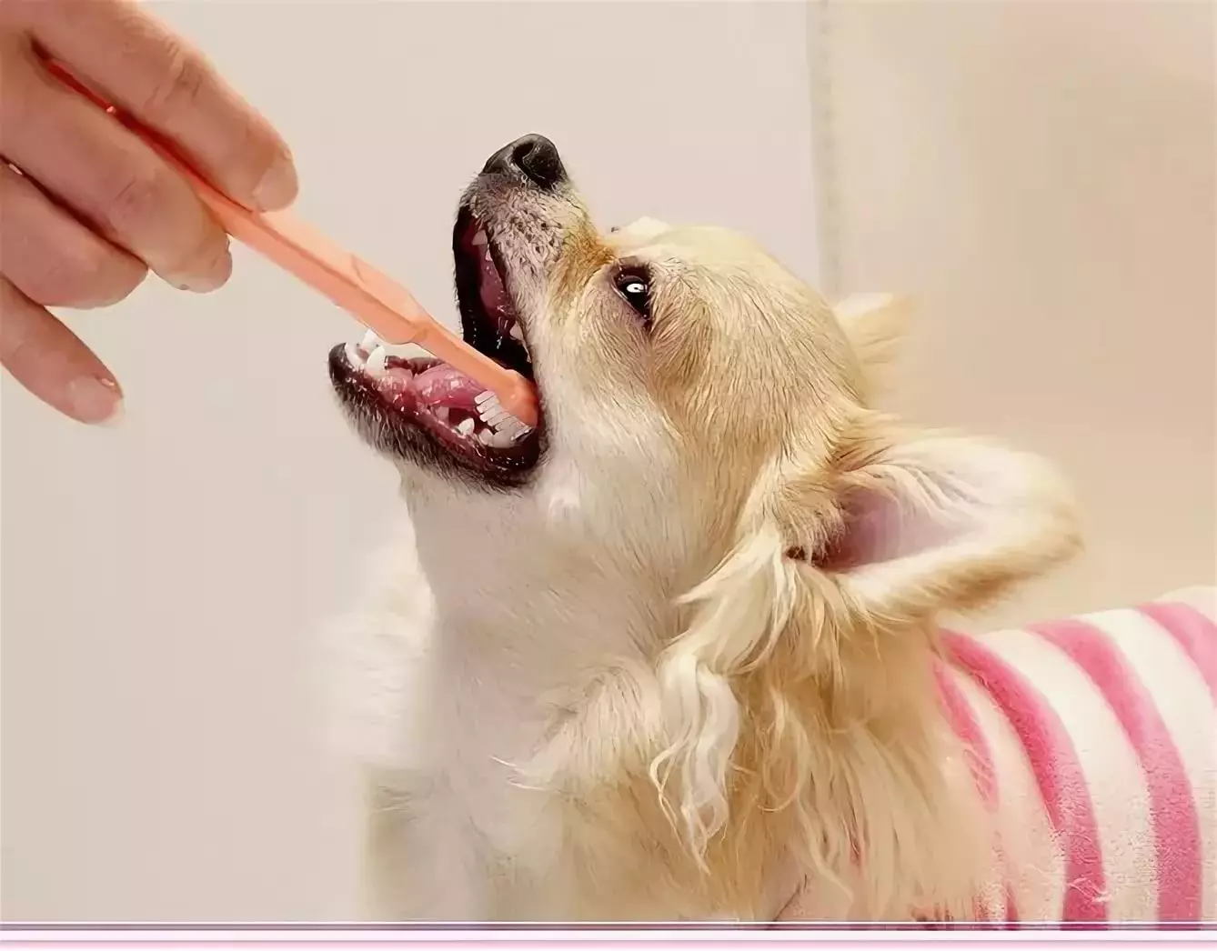 Long-haired Chihuahua (49 foto's): funksjes fan in kapsel fan fluffige puppies. Beskriuwing fan folwoeksen hûnen fan swart en read, wyt en oare kleur 22869_42