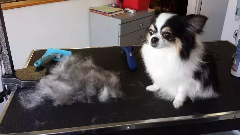 Chihuahua rambut panjang (49 poto): Fitur potongan rambut. Katerangan anjing déwasa hideung sareng beureum, bodas sareng warna sanés 22869_43