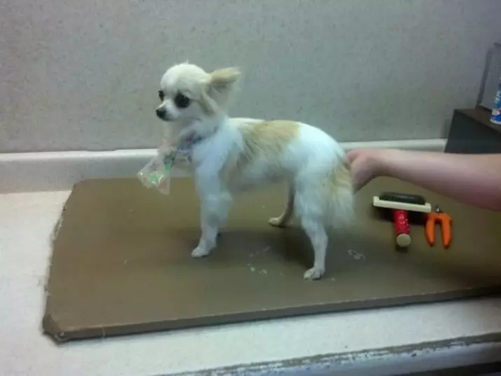 Chihuahua rambut panjang (49 poto): Fitur potongan rambut. Katerangan anjing déwasa hideung sareng beureum, bodas sareng warna sanés 22869_45