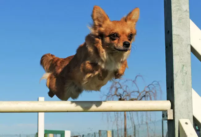 Chihuahua rambut panjang (49 poto): Fitur potongan rambut. Katerangan anjing déwasa hideung sareng beureum, bodas sareng warna sanés 22869_48