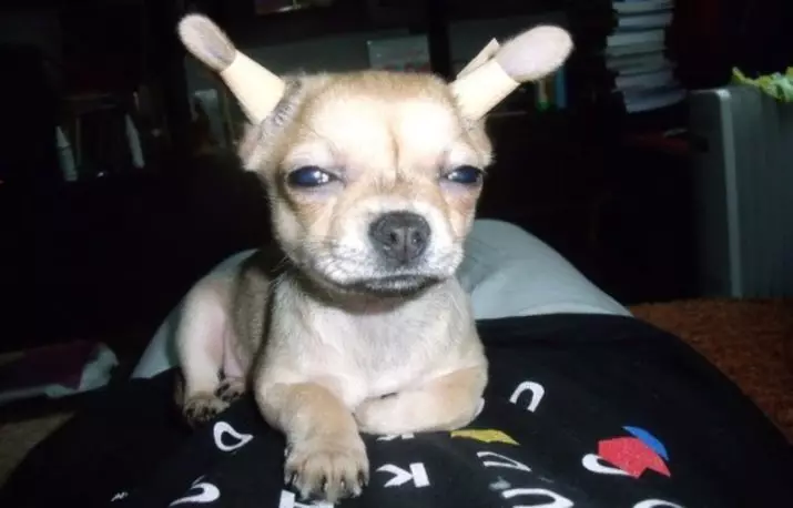 Nigbati awọn eti ba wa ni Chihuahua? Bawo ni lati fi etí ti wọn ko ba tọ? Ṣe o ṣee ṣe lati fi wọn si isalẹ? 22870_15