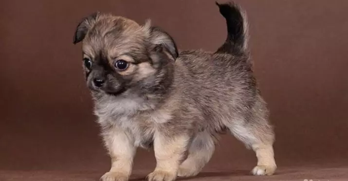 Nigbati awọn eti ba wa ni Chihuahua? Bawo ni lati fi etí ti wọn ko ba tọ? Ṣe o ṣee ṣe lati fi wọn si isalẹ? 22870_5