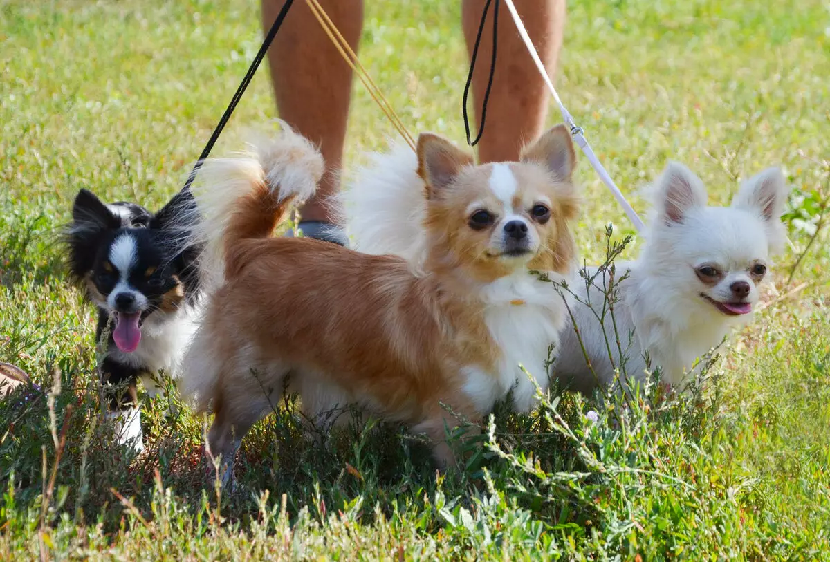 Мини чихуахуа фото длинношерстные взрослых собак