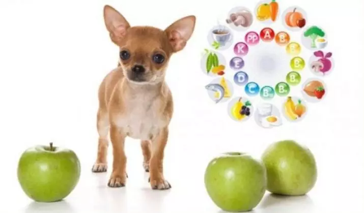 Food for Chihuahua: What is better to choose for puppies? Super Premium Class feed rating and other species. Dry and wet feed for dogs per day 22876_5