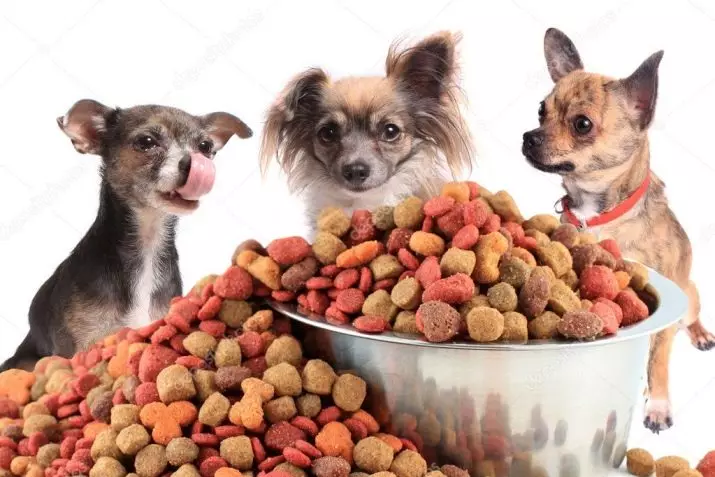 Makanan untuk Chihuahua: Apa yang lebih baik untuk memilih anak anjing? Peringkat pakan kelas premium super dan spesies lainnya. Pakan kering dan basah untuk anjing per hari 22876_7