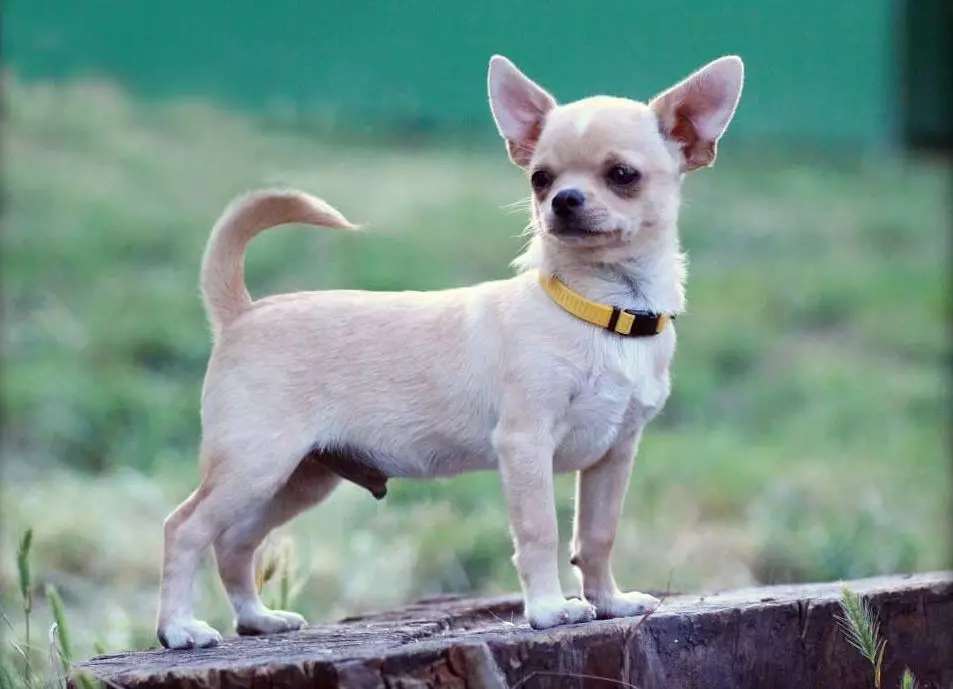 Micro chihuahua (28 hotuna): Bayanin karen kare kare na Super mini Chihuahua. Yadda ake wanka? Yaya za a kiyaye 'yar tsana? 22880_10