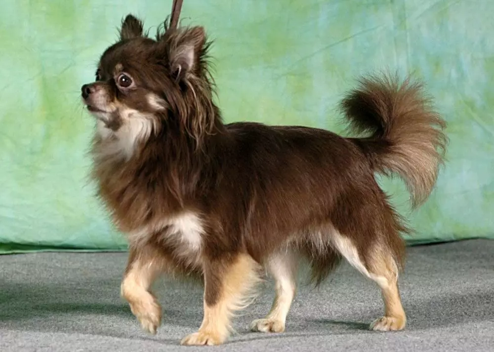 Micro Chihuahua (28 снимки): описание на възрастното куче на Супер Мини Чихуахуа. Как да се къпем? Как да запазите кученцата? 22880_11