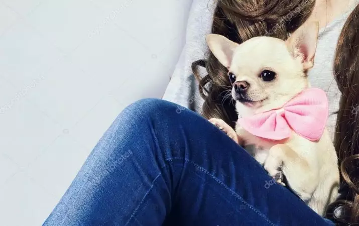 Mikro Chihuahua (28 Fotoen): Beschreiwung vum erwuessene Hond vu Super Mini Chihuahaa. Wéi buede se? Wéi halen Dir Welpen? 22880_12