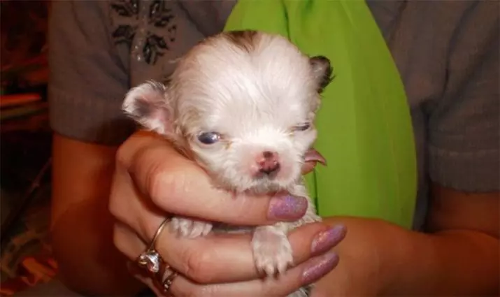 Mikro Chihuahua (28 Fotoen): Beschreiwung vum erwuessene Hond vu Super Mini Chihuahaa. Wéi buede se? Wéi halen Dir Welpen? 22880_13