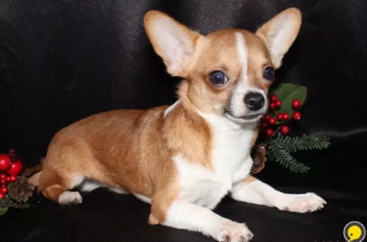 Micro chihuahua (28 hotuna): Bayanin karen kare kare na Super mini Chihuahua. Yadda ake wanka? Yaya za a kiyaye 'yar tsana? 22880_15