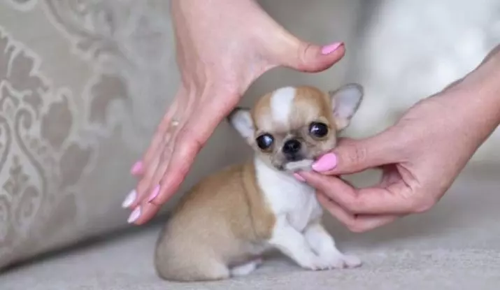 Micro Chihuahua（28張照片）：超迷你奇瓦瓦成人狗的描述。如何洗澡？如何保留小狗？ 22880_16