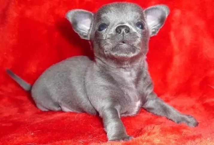 Micro chihuahua (28 hotuna): Bayanin karen kare kare na Super mini Chihuahua. Yadda ake wanka? Yaya za a kiyaye 'yar tsana? 22880_17