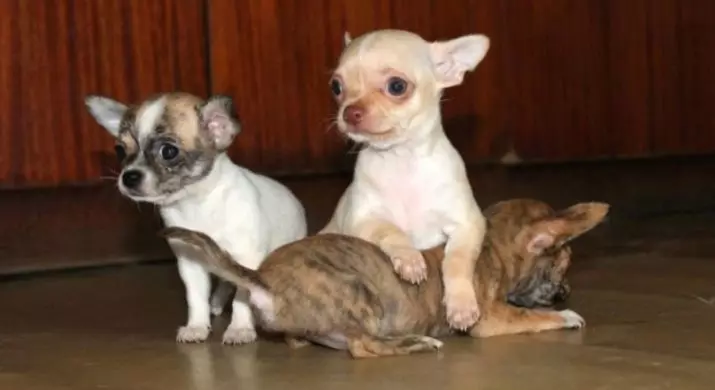 Mikro Chihuahua (28 Fotoen): Beschreiwung vum erwuessene Hond vu Super Mini Chihuahaa. Wéi buede se? Wéi halen Dir Welpen? 22880_18