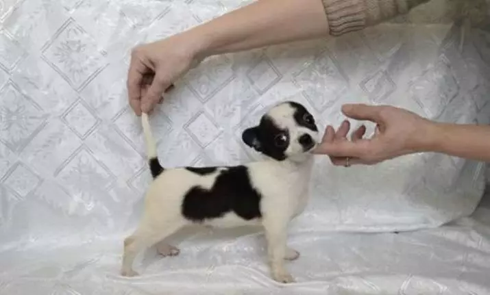 Mikro Chihuahua (28 Fotoen): Beschreiwung vum erwuessene Hond vu Super Mini Chihuahaa. Wéi buede se? Wéi halen Dir Welpen? 22880_19