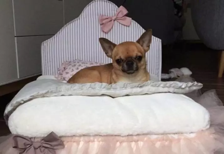 Mikro Chihuahua (28 Fotoen): Beschreiwung vum erwuessene Hond vu Super Mini Chihuahaa. Wéi buede se? Wéi halen Dir Welpen? 22880_21