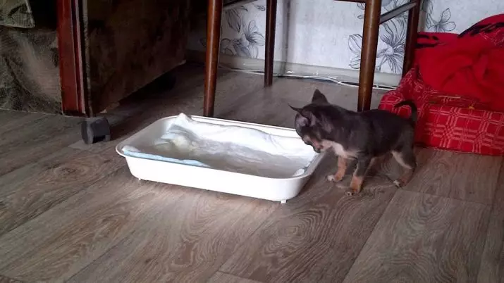 Micro Chihuahua（28張照片）：超迷你奇瓦瓦成人狗的描述。如何洗澡？如何保留小狗？ 22880_22