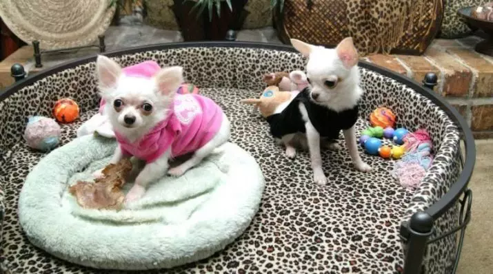 Micro chihuahua (28 hotuna): Bayanin karen kare kare na Super mini Chihuahua. Yadda ake wanka? Yaya za a kiyaye 'yar tsana? 22880_23