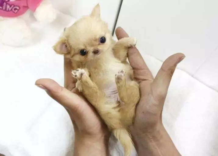 Micro Chihuahua (28 wêne): Danasîna kûçikê mezin a Super Mini Chihuahua. Çawa serşokê? Meriv çawa puppies bigire? 22880_5