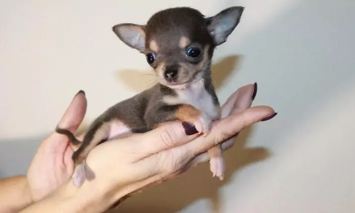 Micro chihuahua (28 hotuna): Bayanin karen kare kare na Super mini Chihuahua. Yadda ake wanka? Yaya za a kiyaye 'yar tsana? 22880_7