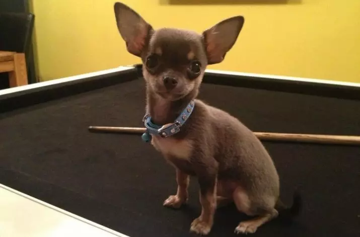 Micro chihuahua (28 hotuna): Bayanin karen kare kare na Super mini Chihuahua. Yadda ake wanka? Yaya za a kiyaye 'yar tsana? 22880_8