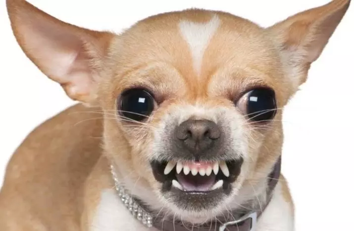 Micro Chihuahua (28 wêne): Danasîna kûçikê mezin a Super Mini Chihuahua. Çawa serşokê? Meriv çawa puppies bigire? 22880_9