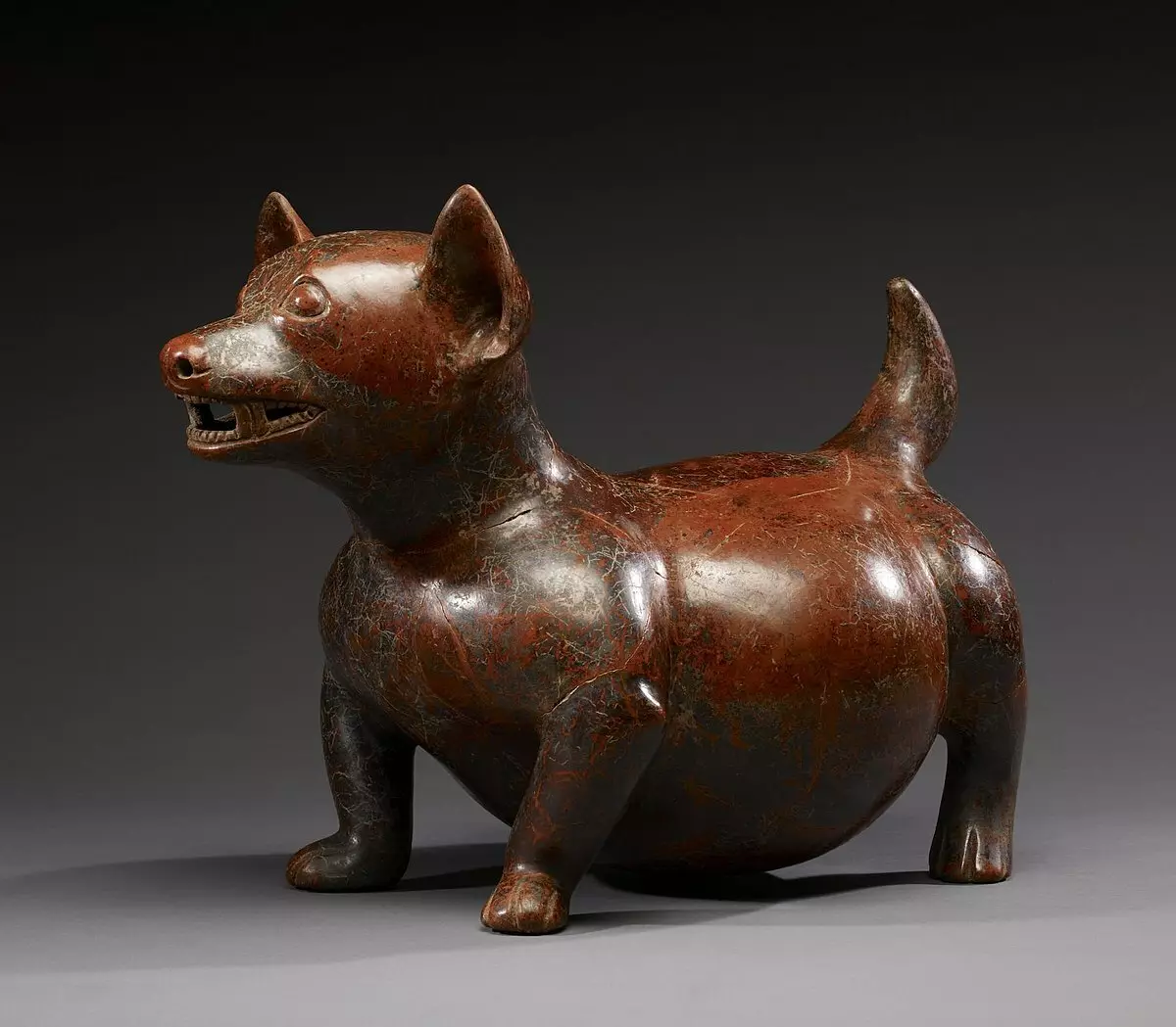 Čihuahua veislės istorija: kurioje šalyje šuo pirmą kartą pasirodo? Kas jie kilo? 22881_13