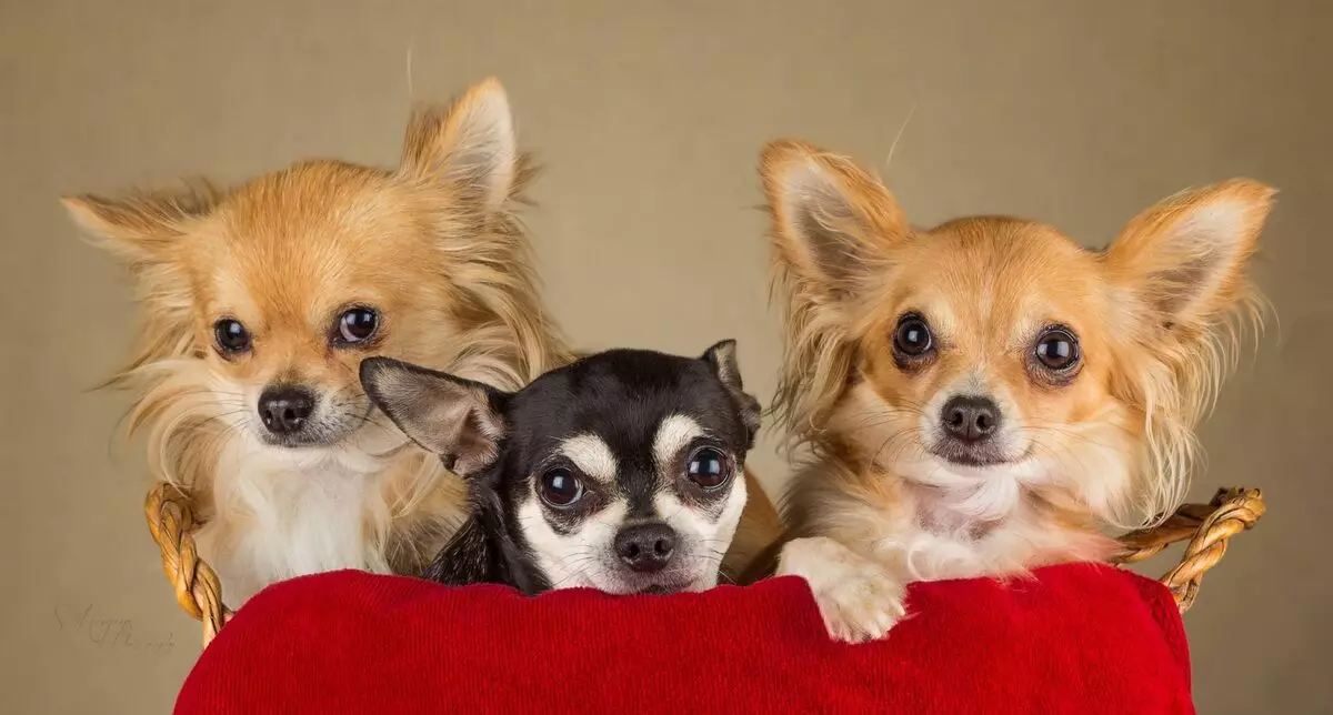 A historia da raza Chihuahua: en que país apareceu o can por primeira vez? De quen viron? 22881_20