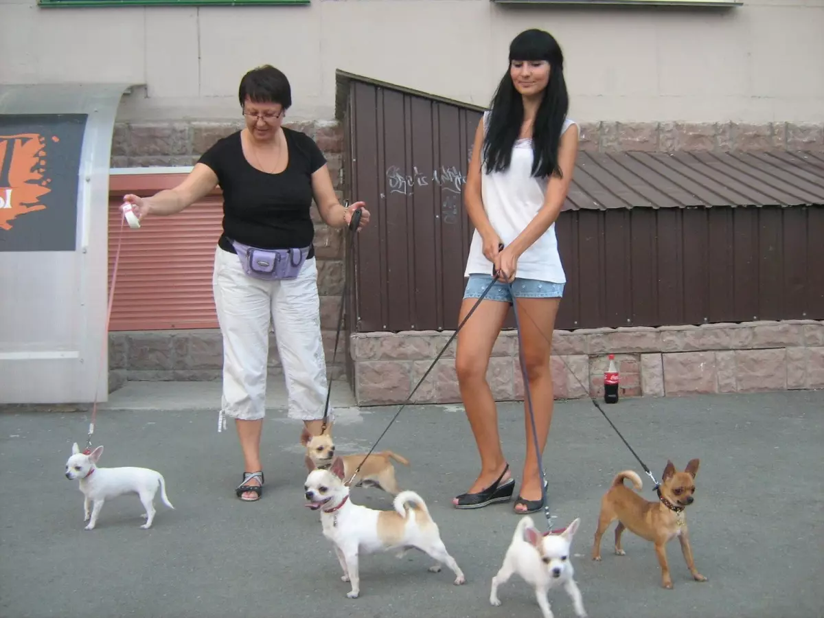 Historien om Chihuahua ras: I vilket land uppträdde hunden för första gången? Vem kom de ifrån? 22881_24