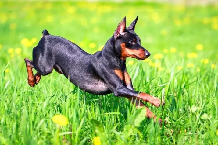 Cili është ndryshimi midis Pinscher nga Terrier lodër? 21 Fotot Përshkrimet e shkëmbinjve. Si t'i dalloni ato? 22887_10