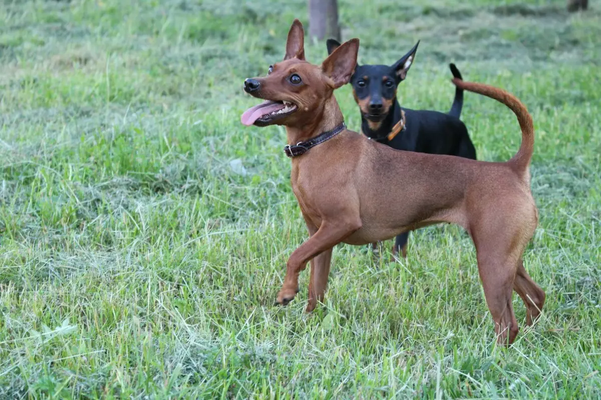 Mi a különbség a Toy Terrier Pinscher között? 21 Fotók A sziklák leírása. Hogyan lehet megkülönböztetni őket? 22887_12