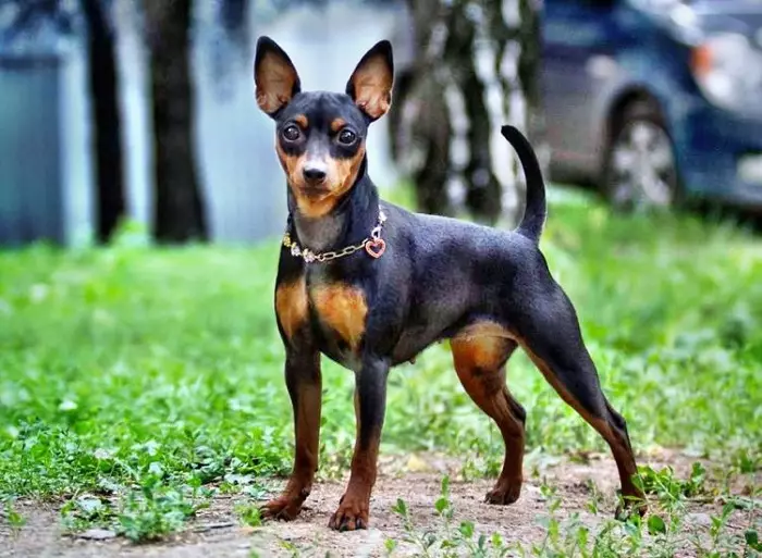 Care este diferența dintre Pinscher de la Terrier Terrier? 21 Fotografii Descrieri de roci. Cum să le distingi? 22887_15