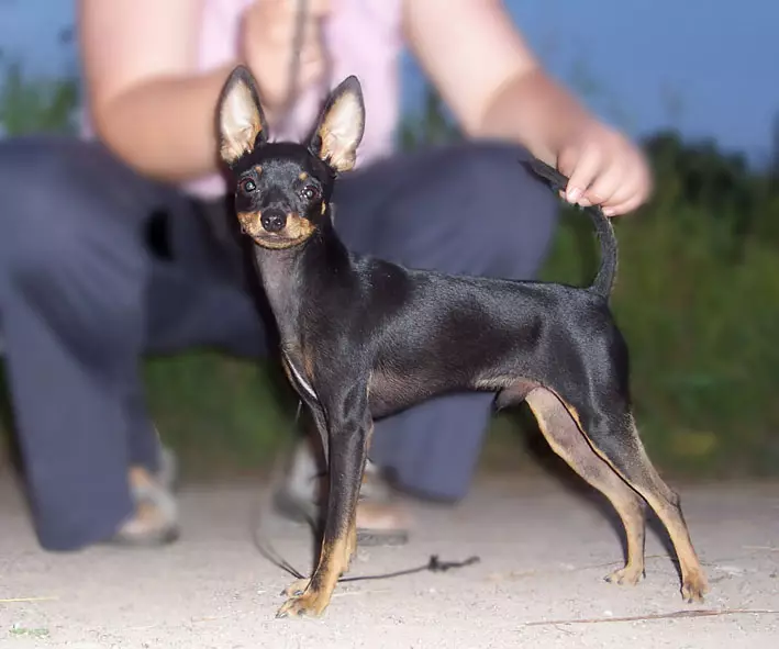 Vad är skillnaden mellan pinscher från Toy Terrier? 21 Bilder Beskrivningar av stenar. Hur man skiljer dem? 22887_16