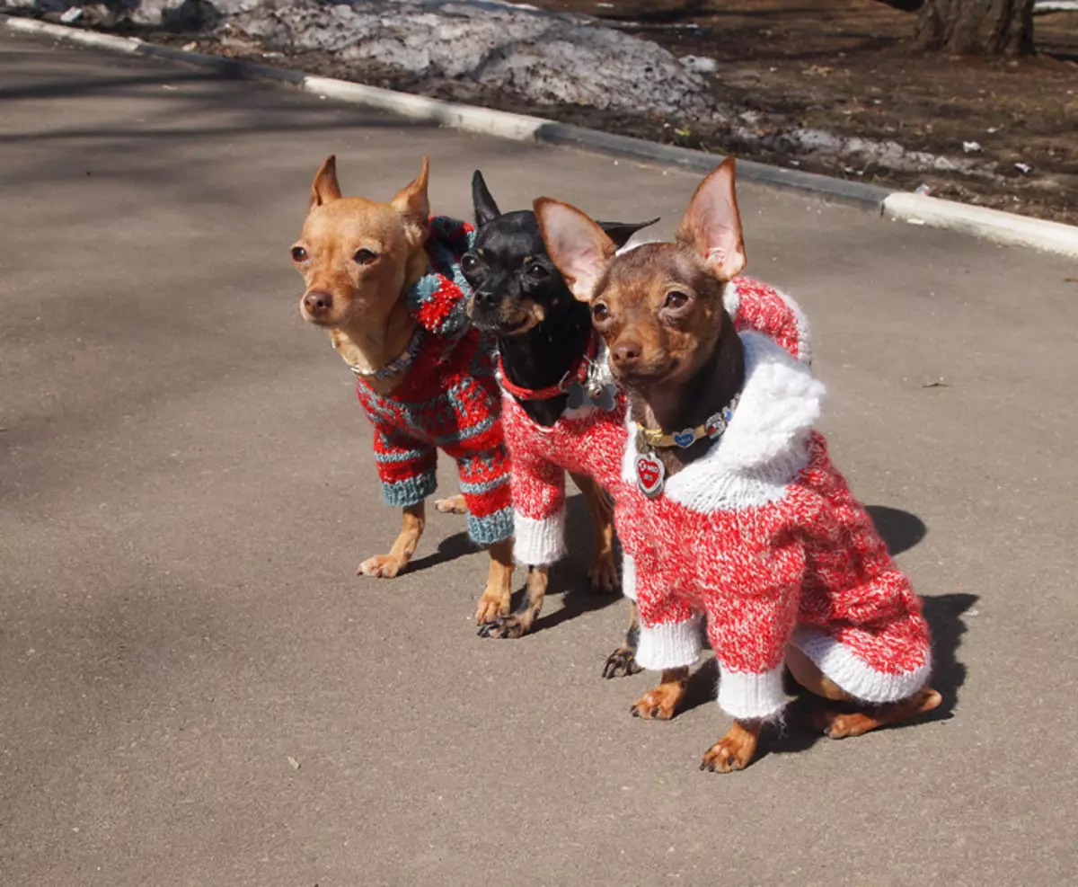 Koja je razlika između pinč od Toy Terrier? 21 fotografija opisi stijena. Kako ih razlikovati? 22887_19